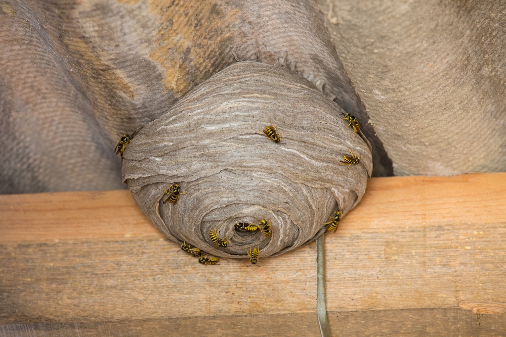 AGS One Wasp Nest Removal